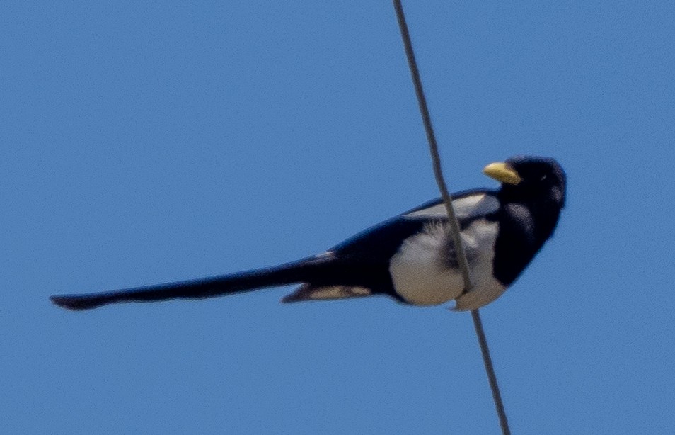 Yellow-billed Magpie - ML619936455