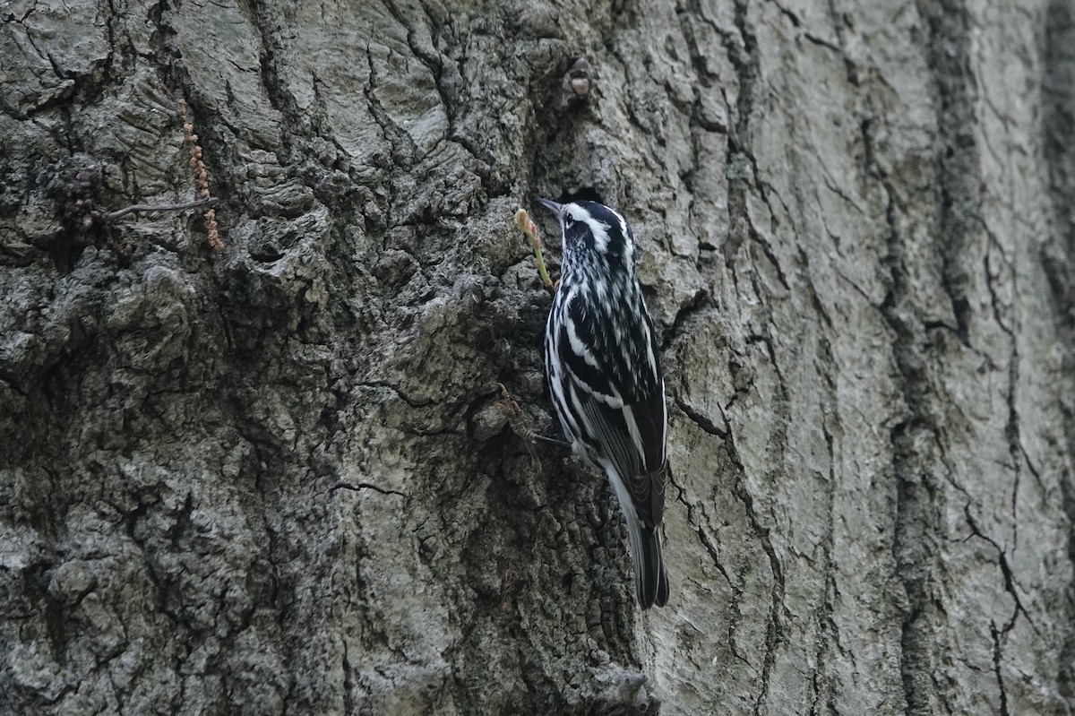Black-and-white Warbler - ML619936459