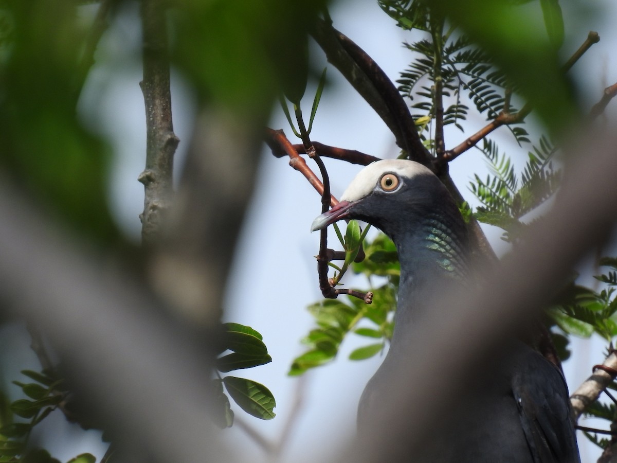 White-crowned Pigeon - ML619936462