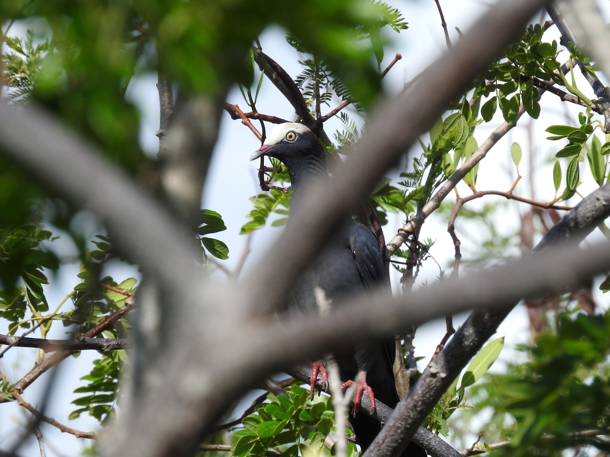 White-crowned Pigeon - ML619936463