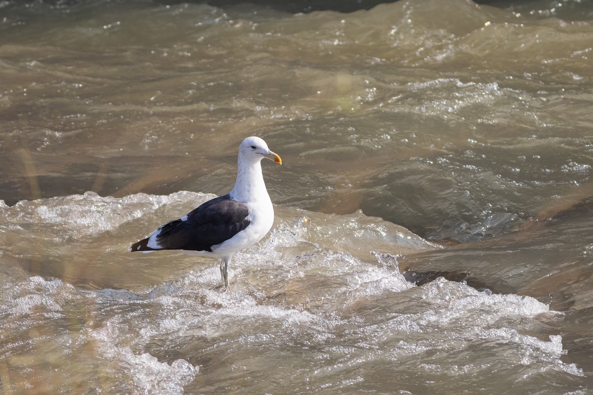 Kelp Gull (dominicanus) - ML619936470
