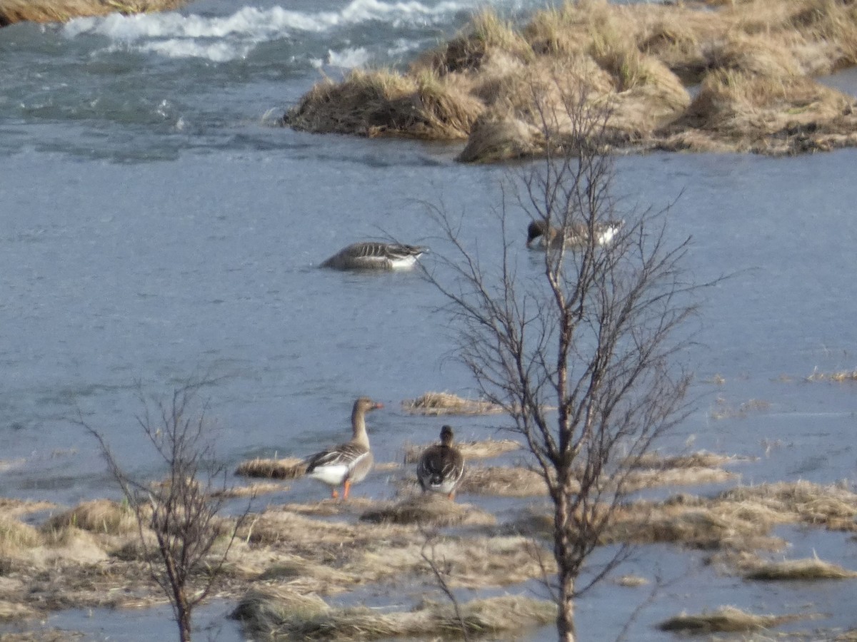 Taiga/Tundra Bean-Goose - ML619936471