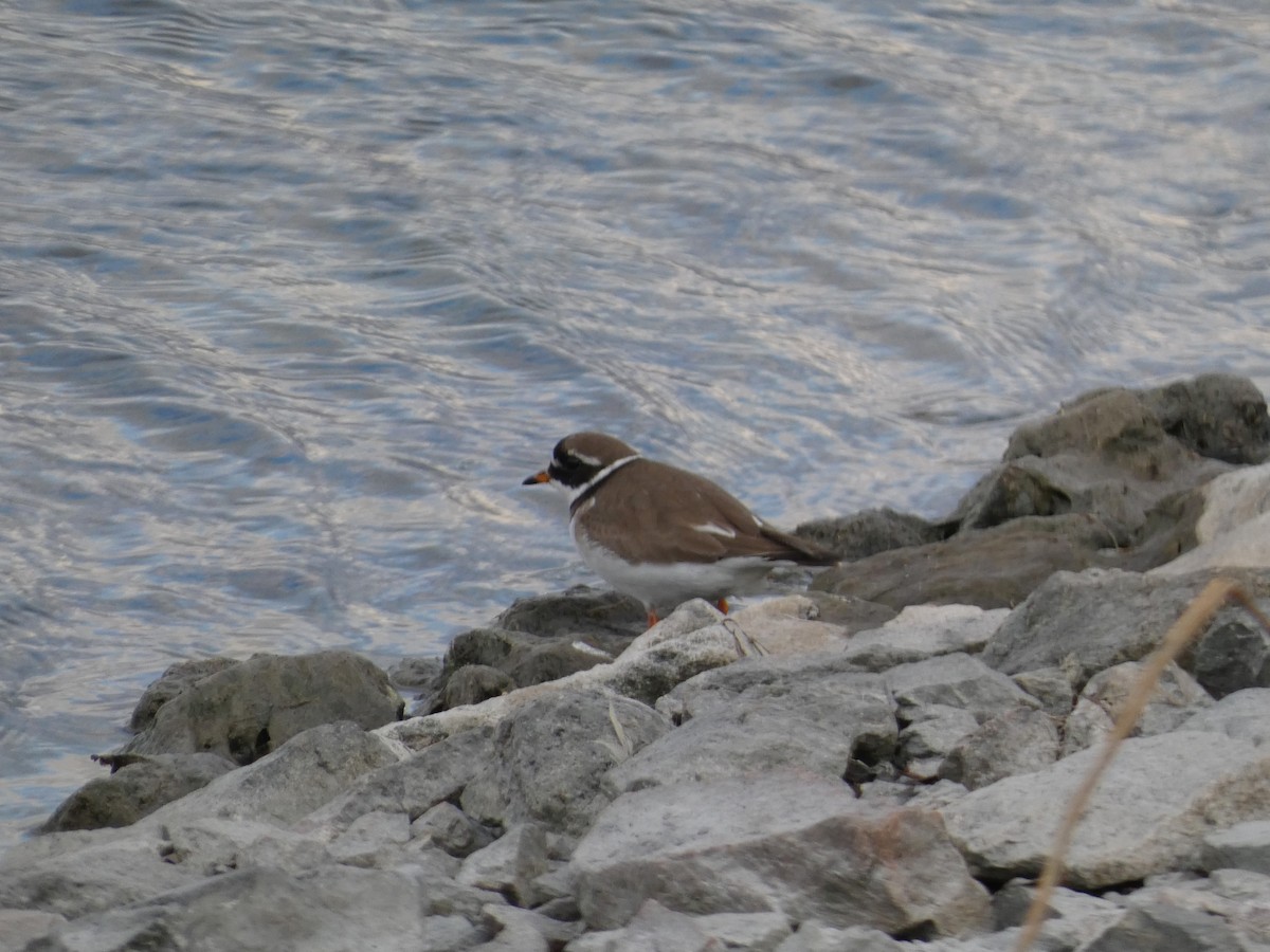 Common Ringed Plover - ML619936477