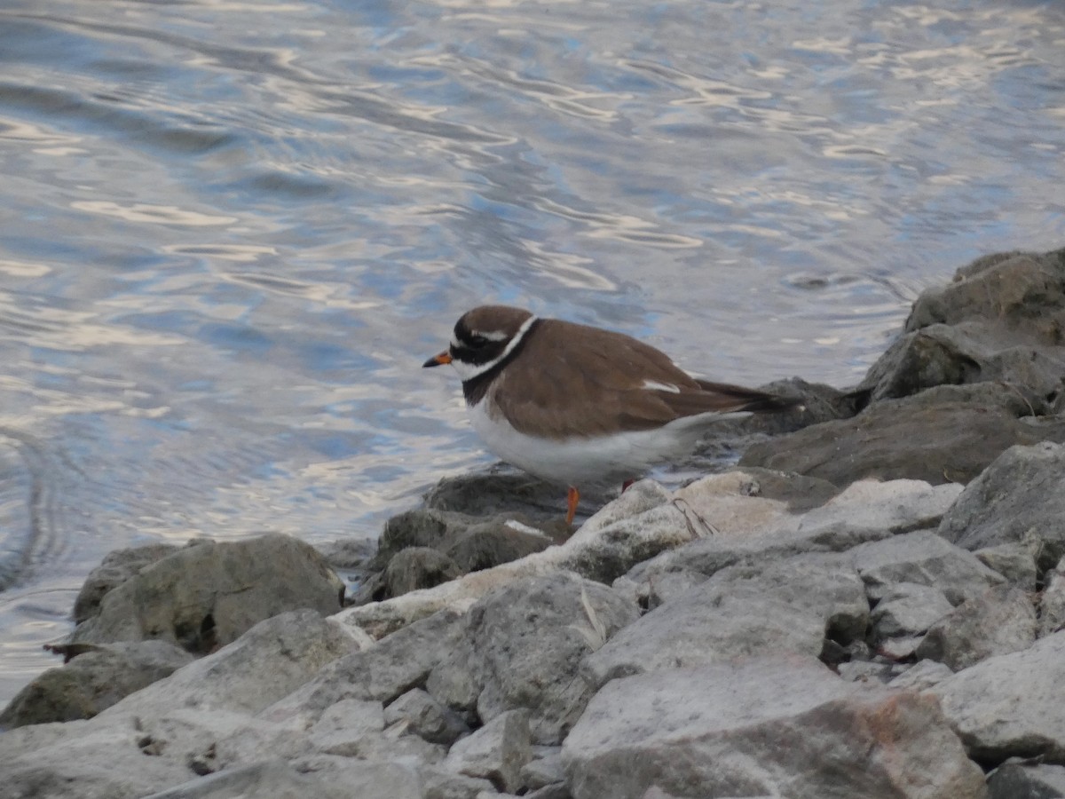Common Ringed Plover - ML619936479