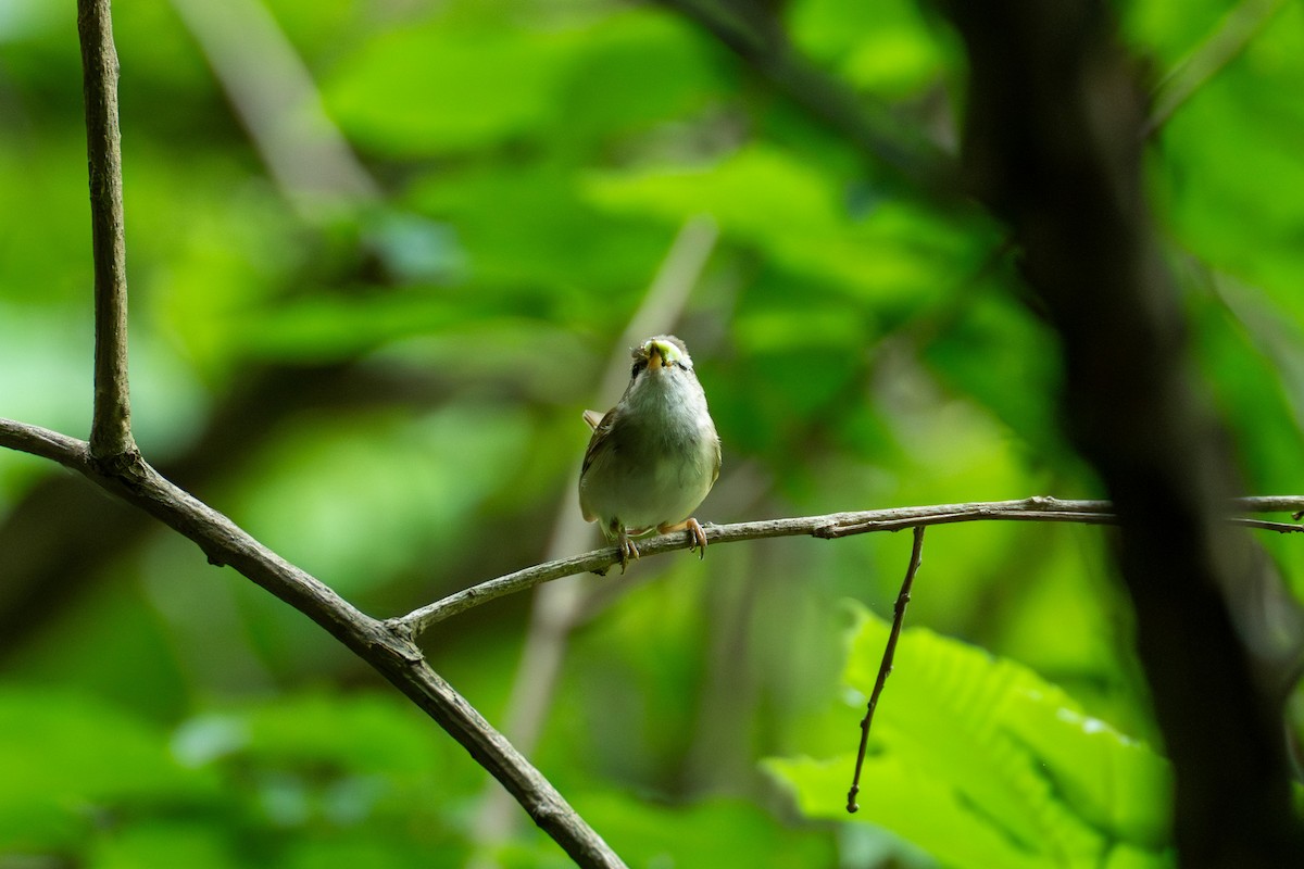 Pale-legged Leaf Warbler - ML619936503