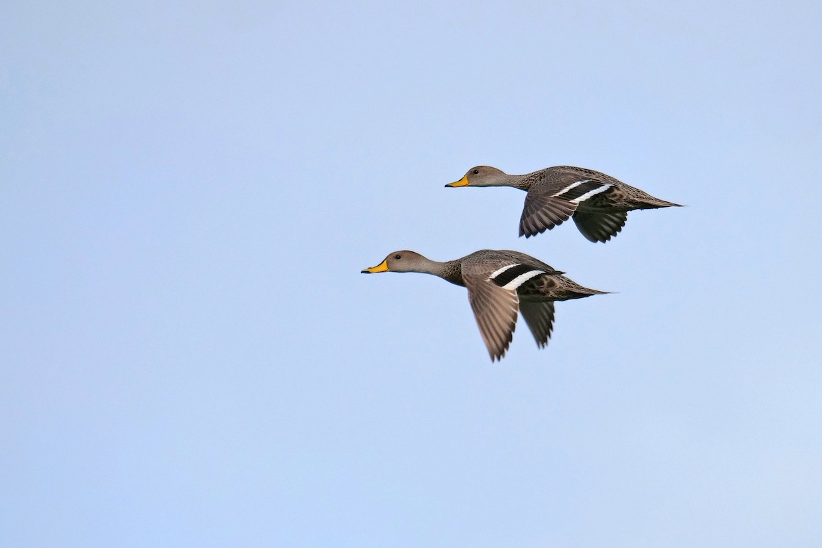 Yellow-billed Pintail - ML619936504