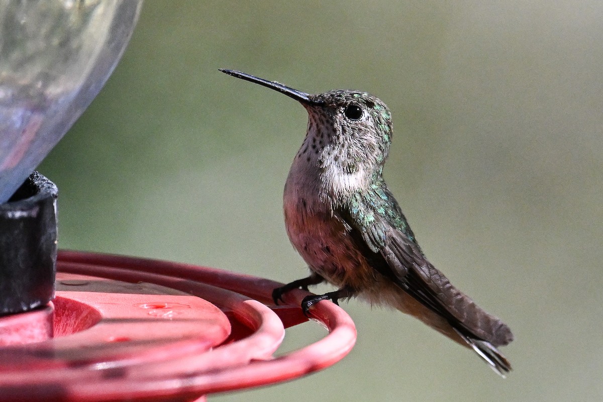 Broad-tailed Hummingbird - ML619936505
