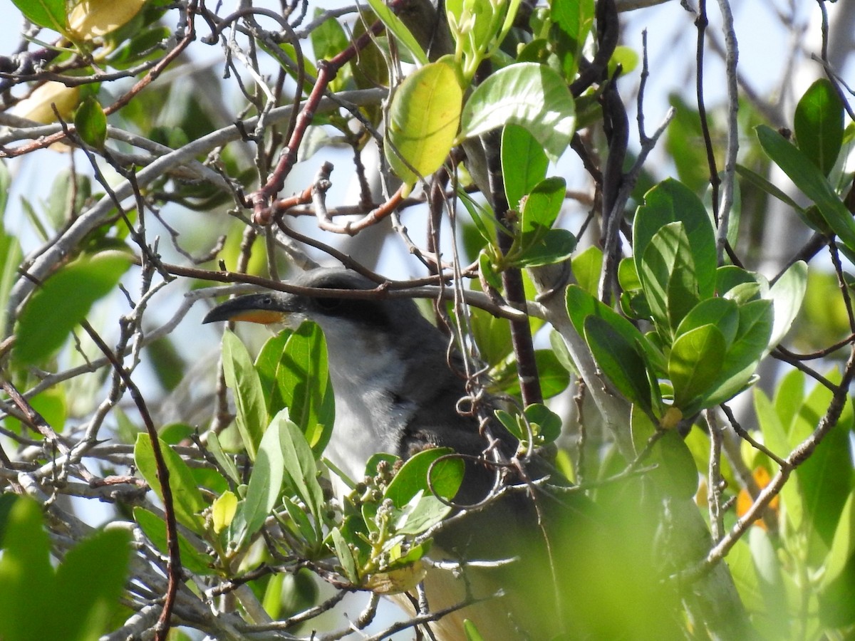 Mangrove Cuckoo - ML619936509