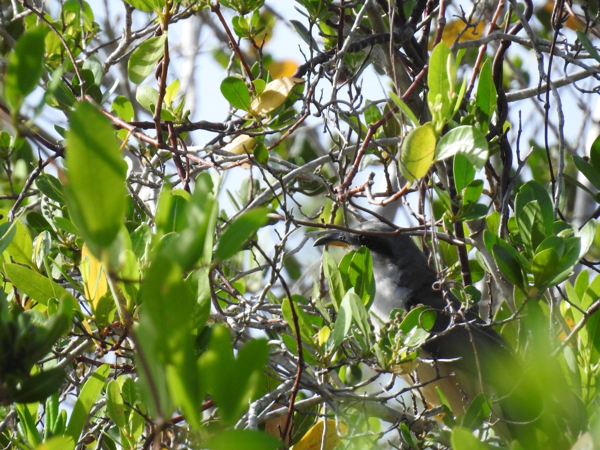 kukačka mangrovová - ML619936510