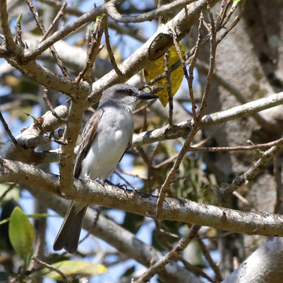 Gray Kingbird - ML619936520