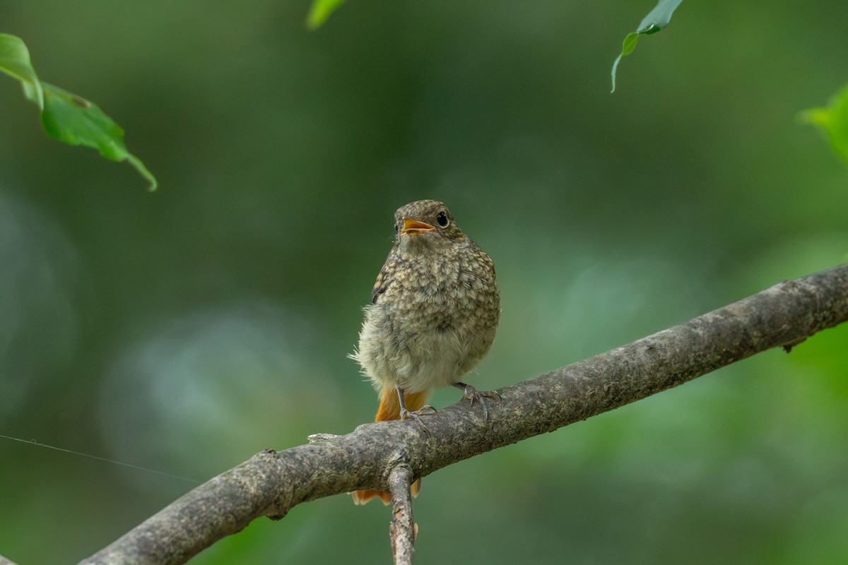 Daurian Redstart - ML619936525