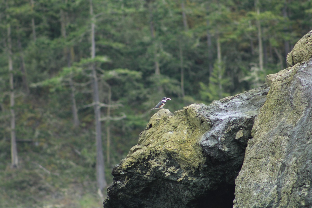 Belted Kingfisher - ML619936526