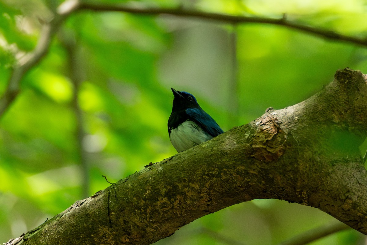 Blue-and-white Flycatcher - ML619936554