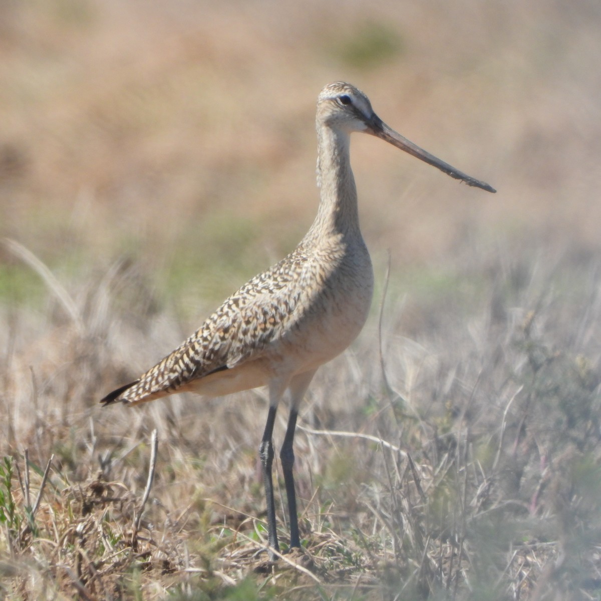 Marbled Godwit - ML619936560