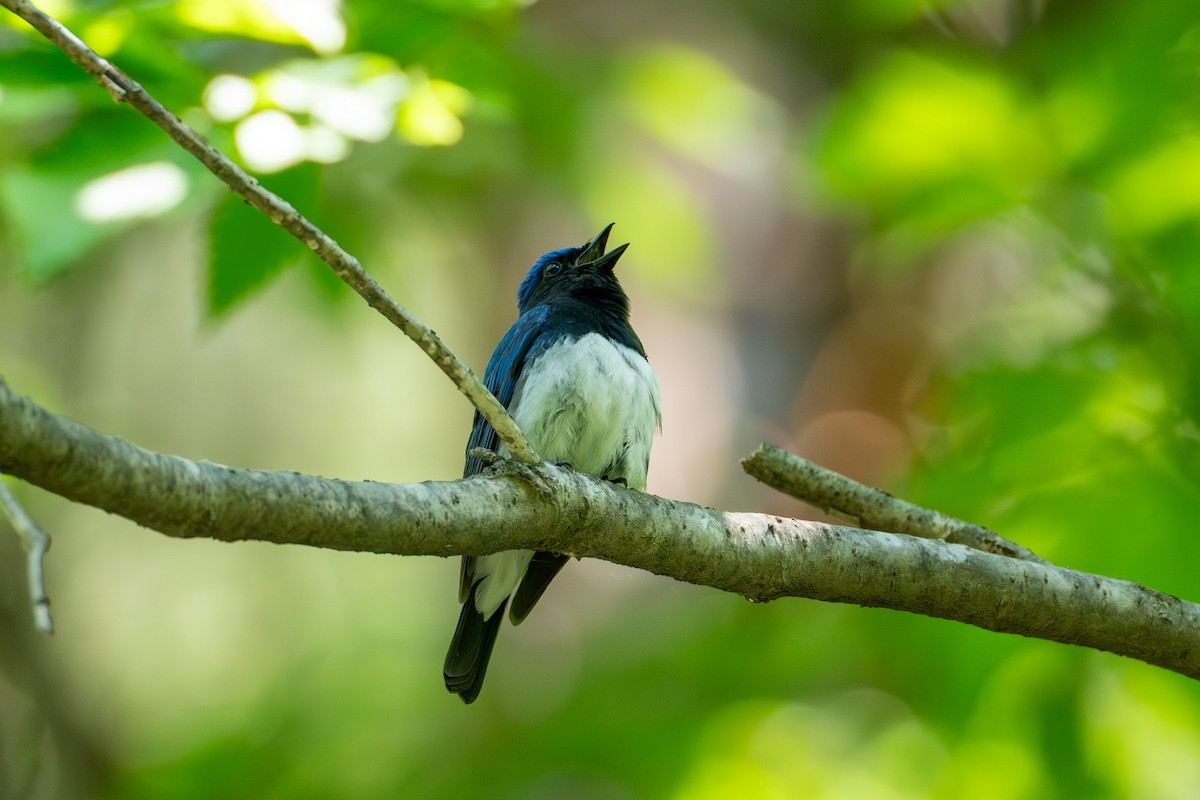 Blue-and-white Flycatcher - ML619936564