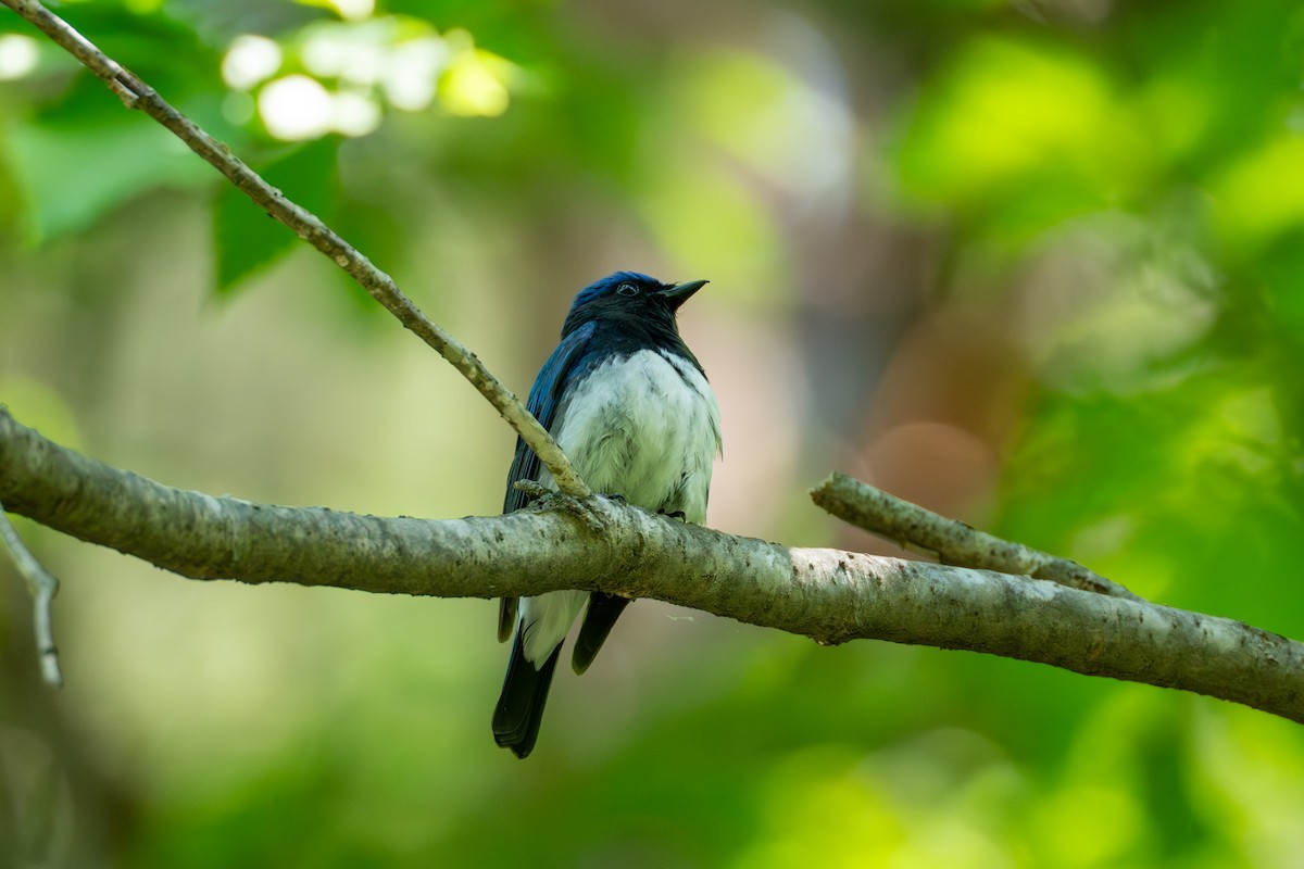 Blue-and-white Flycatcher - ML619936568