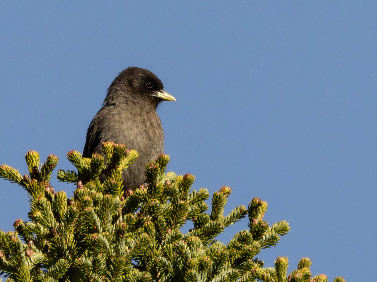 Sichuan Jay - ML619936585