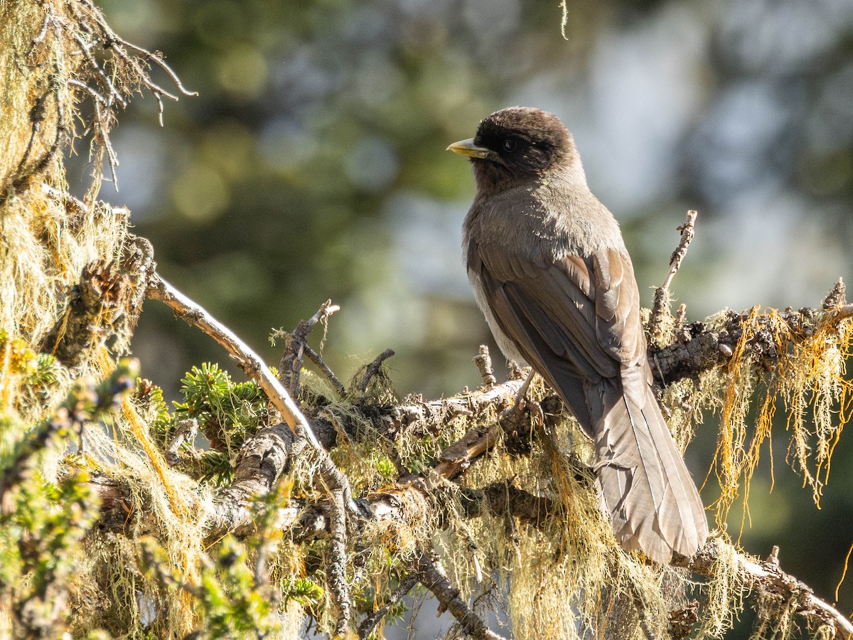 Sichuan Jay - ML619936586