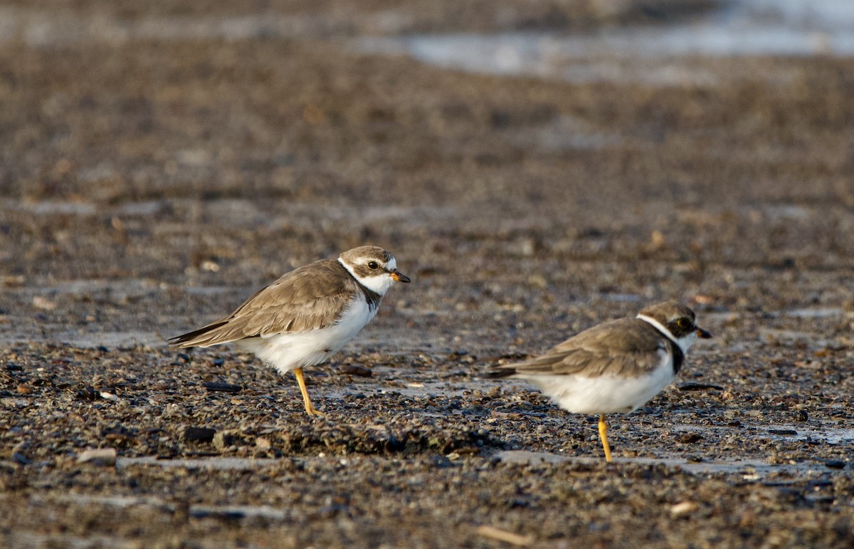 Semipalmated Plover - ML619936590