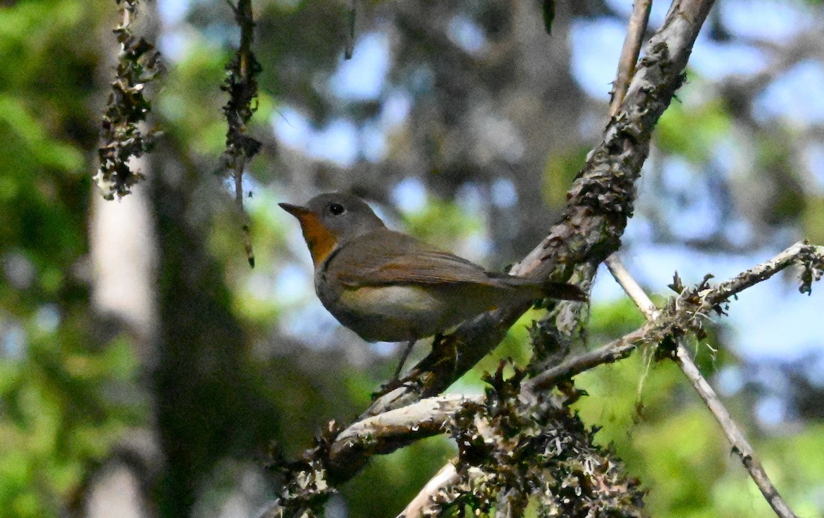 Red-breasted Flycatcher - ML619936631