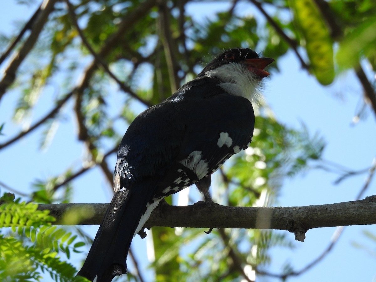 Cuban Trogon - Nicolás Díaz Pérez