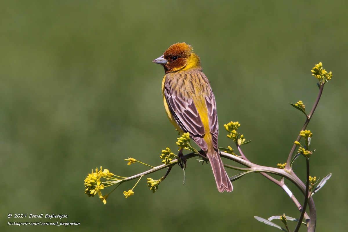 Red-headed Bunting - ML619936658
