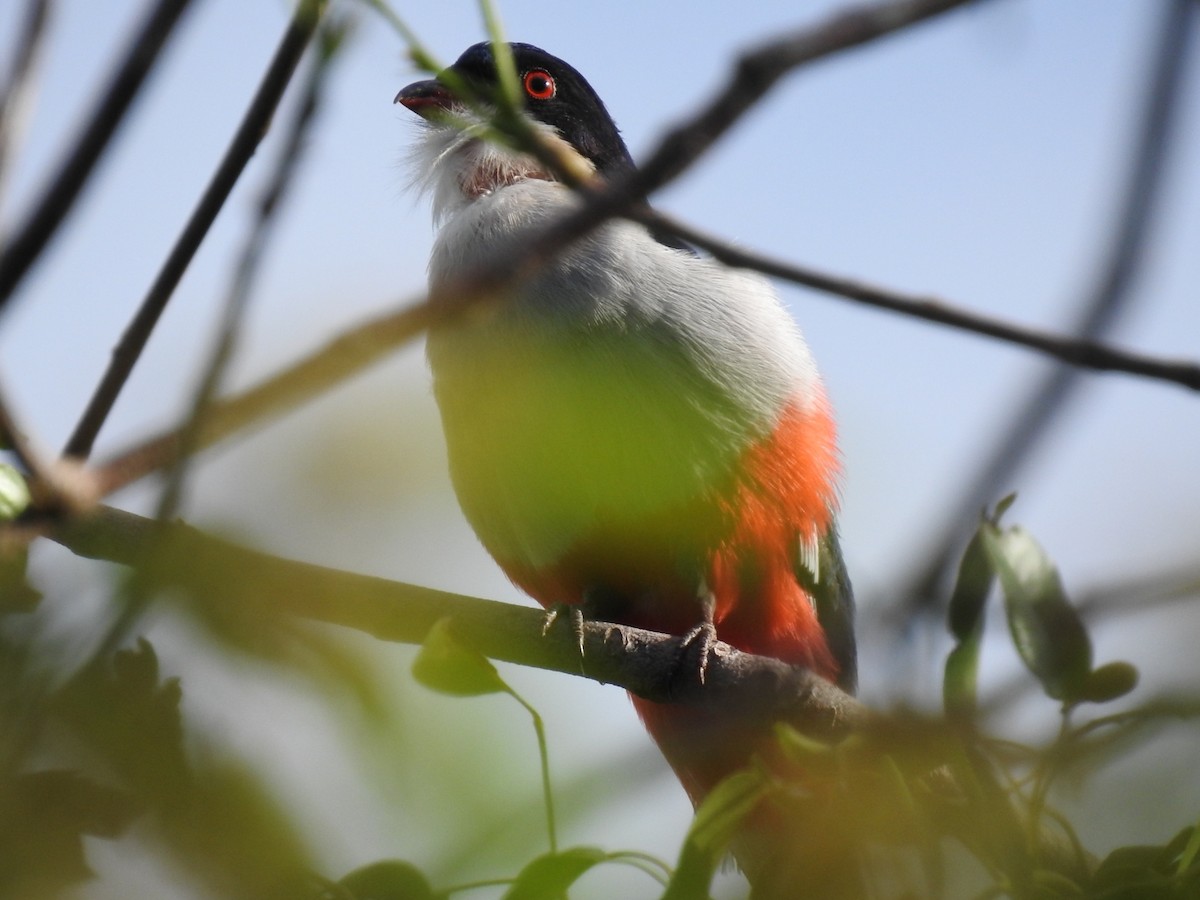 trogon kubánský - ML619936661