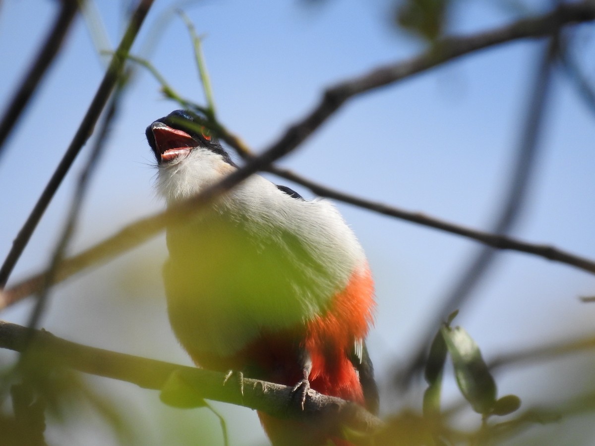 trogon kubánský - ML619936662