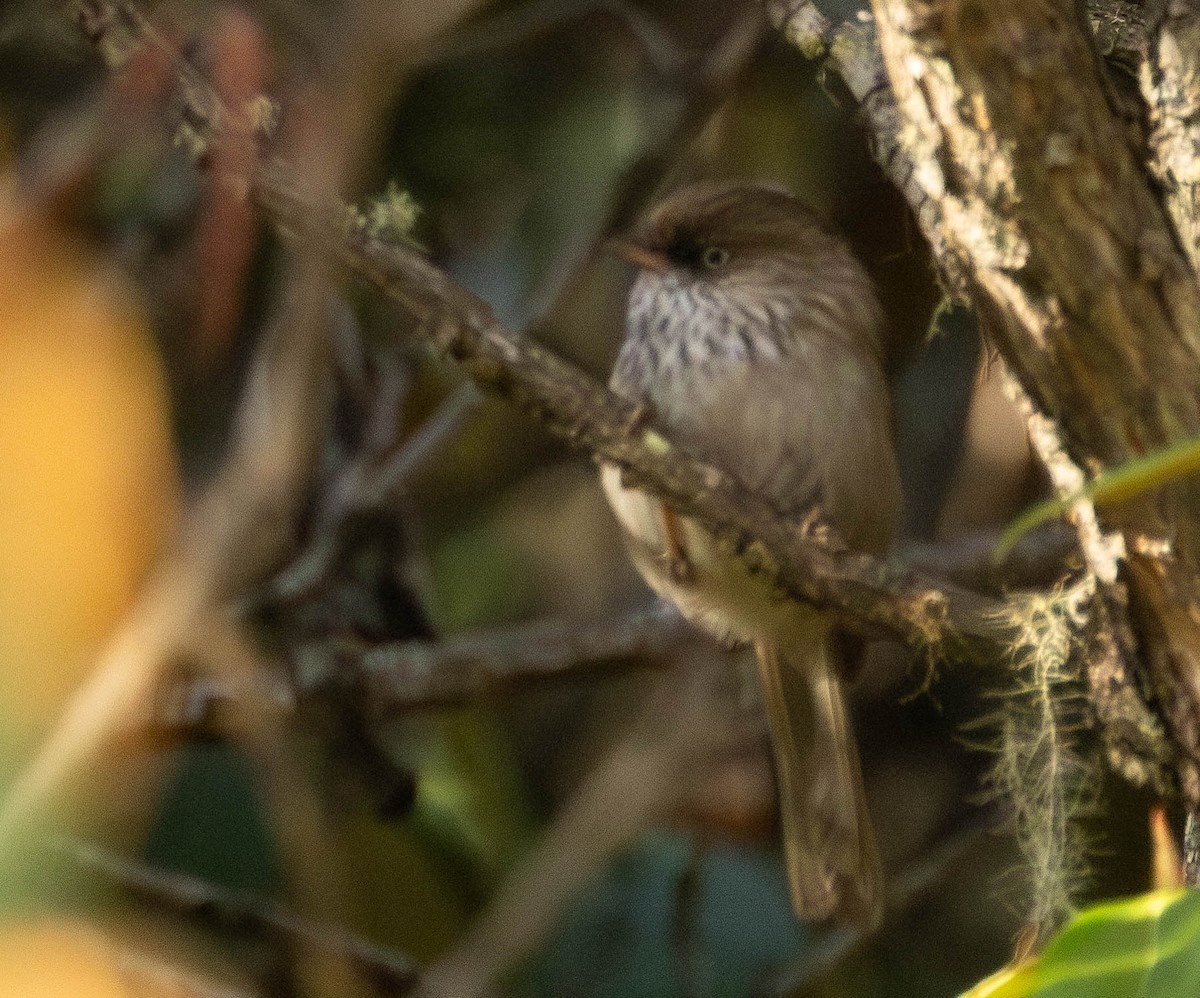 Chinese Fulvetta - ML619936663