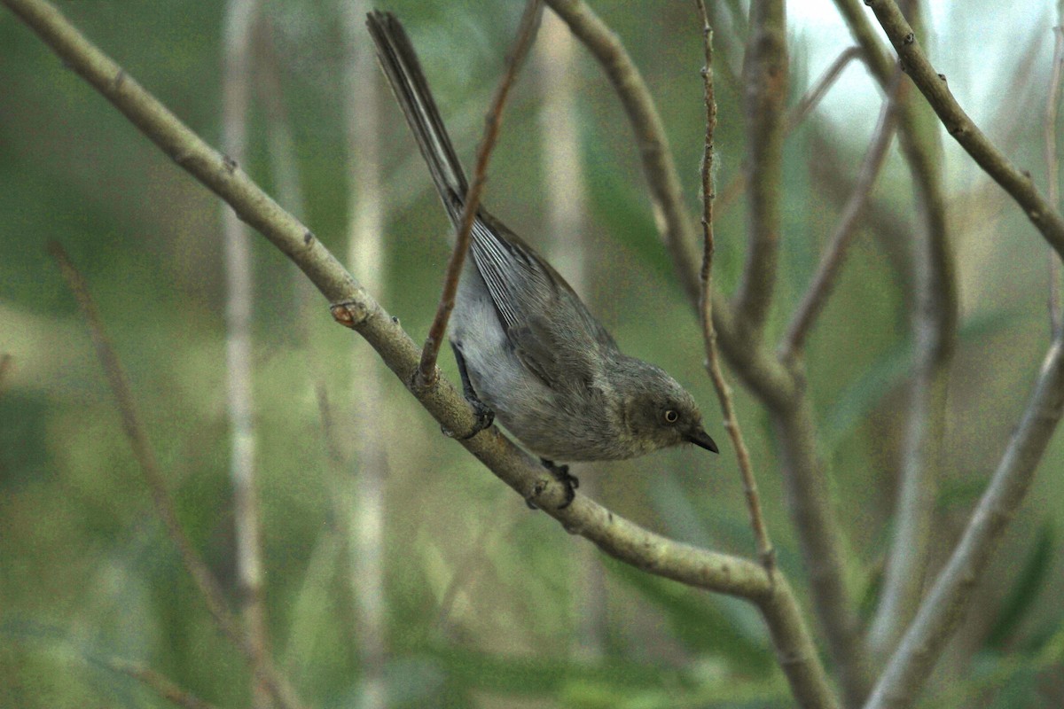 Bushtit - ML619936669