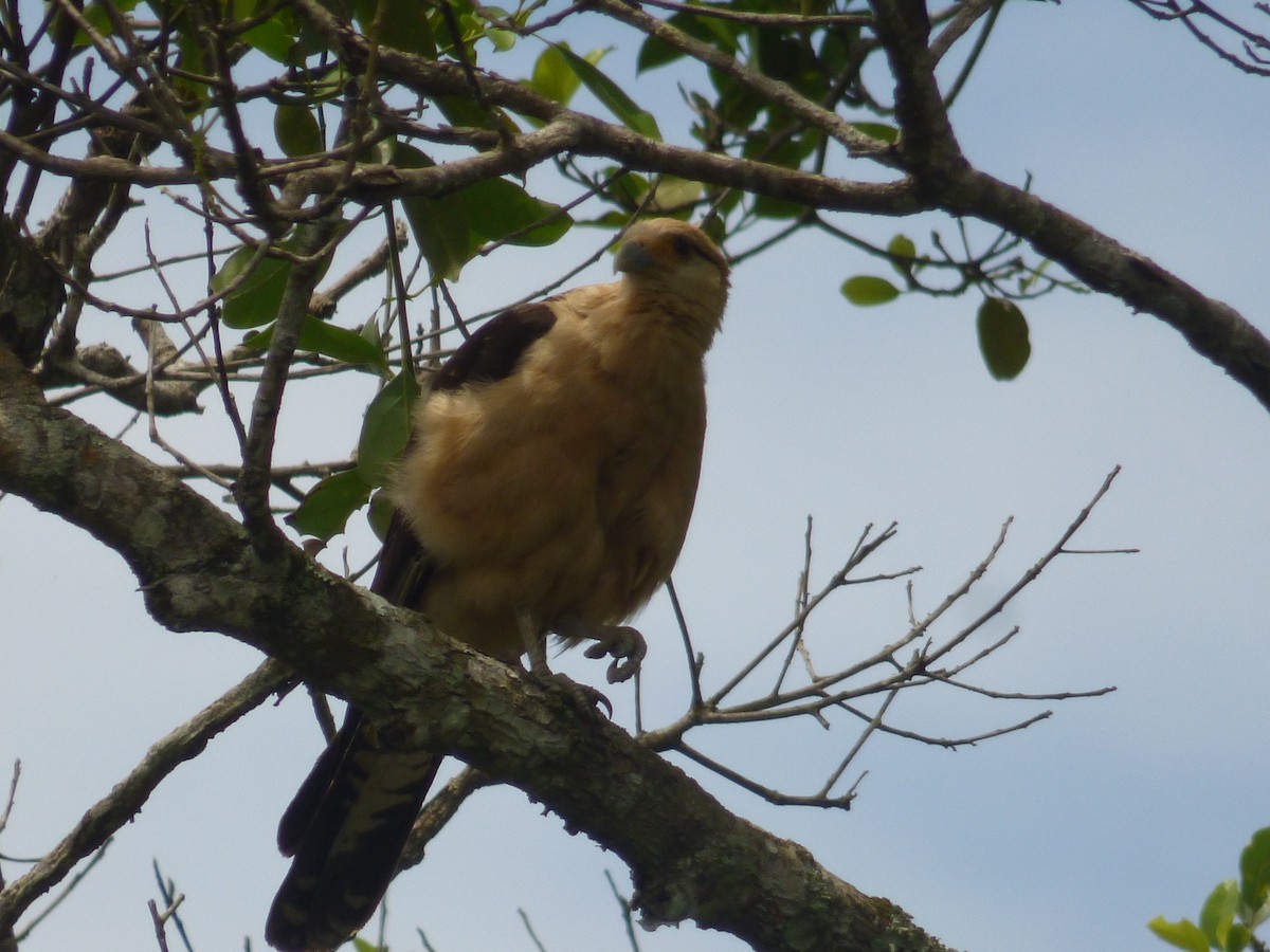 Yellow-headed Caracara - ML619936673