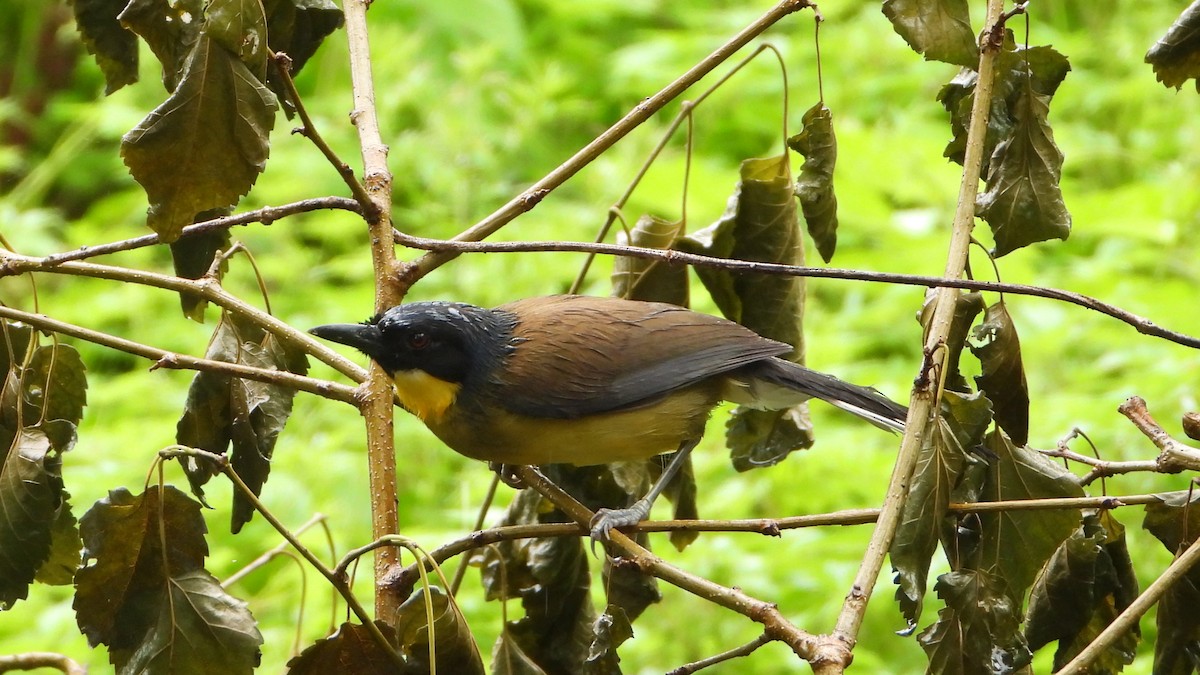 Blue-crowned Laughingthrush - ML619936674