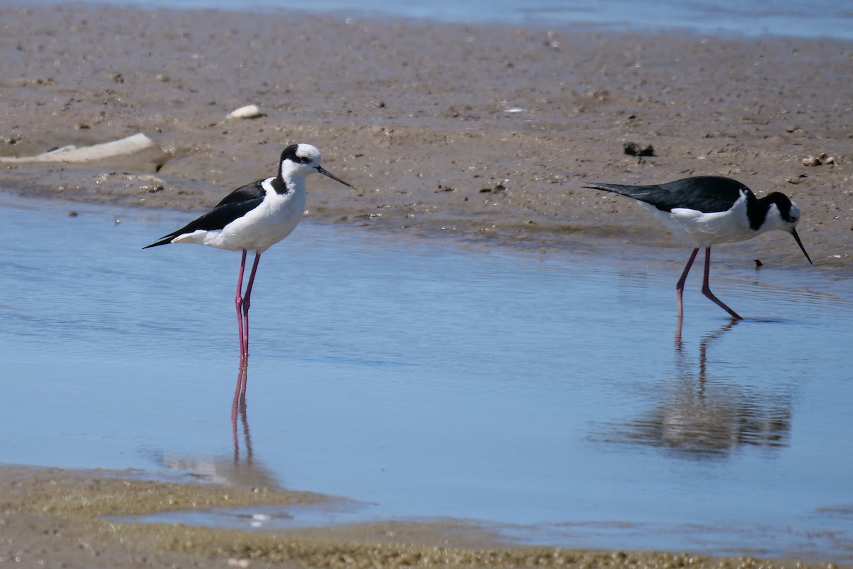 Black-necked Stilt (White-backed) - ML619936676