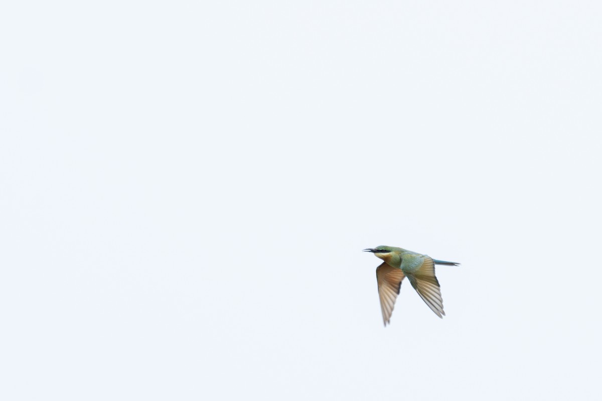 Blue-tailed Bee-eater - ML619936677