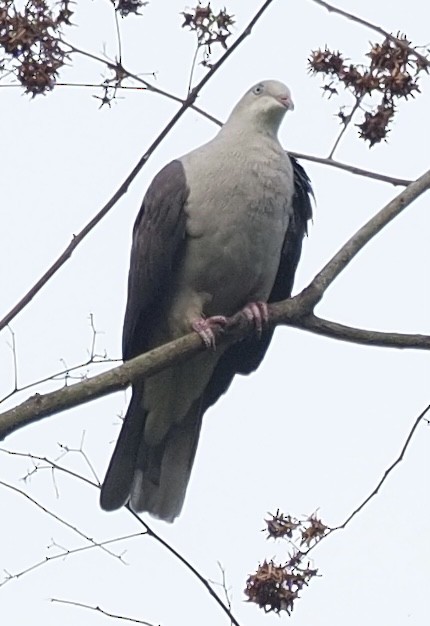 Mountain Imperial-Pigeon - ML619936682