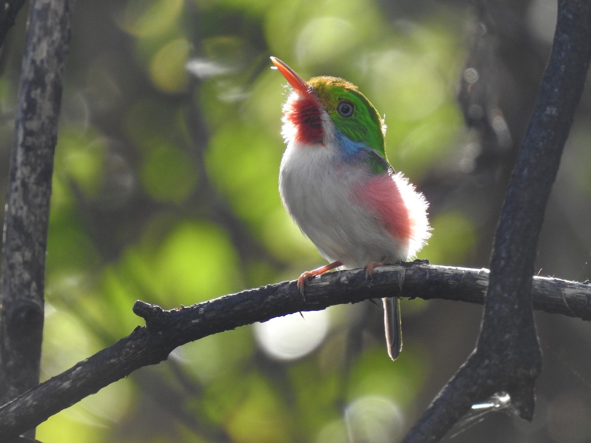 Cuban Tody - ML619936684