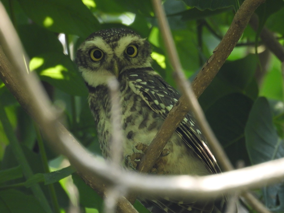 Spotted Owlet - ML619936686