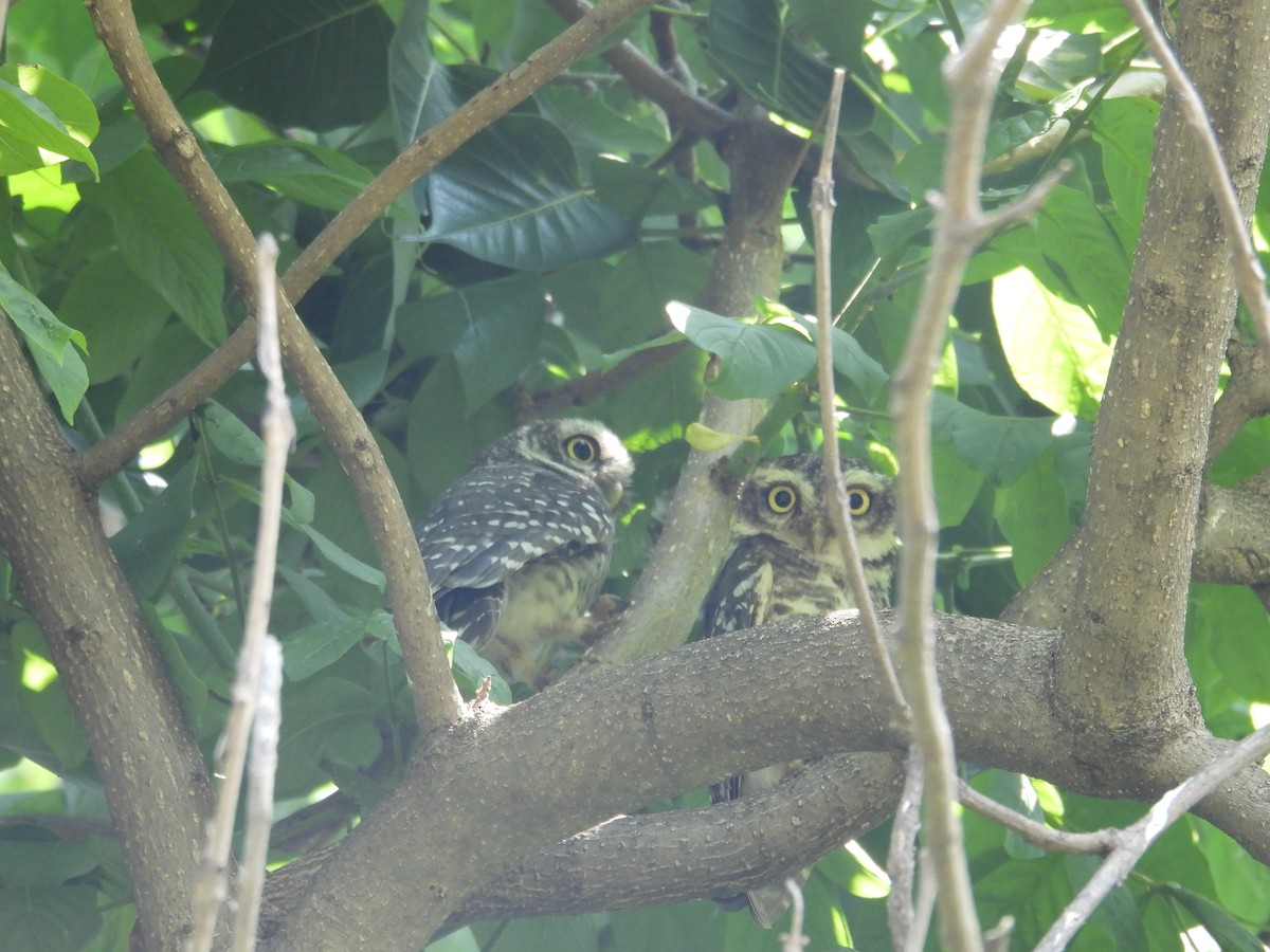 Spotted Owlet - ML619936687