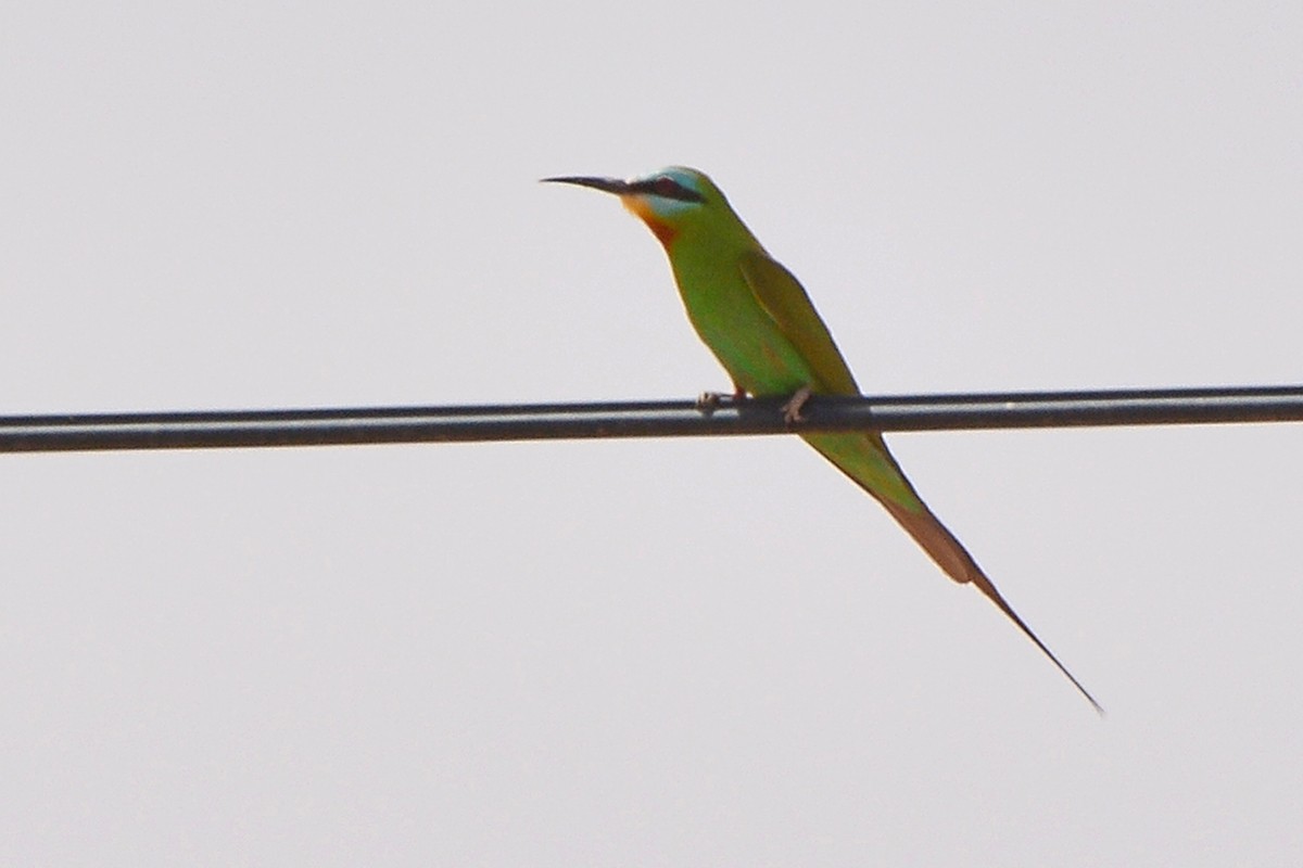 Blue-cheeked Bee-eater - ML619936703