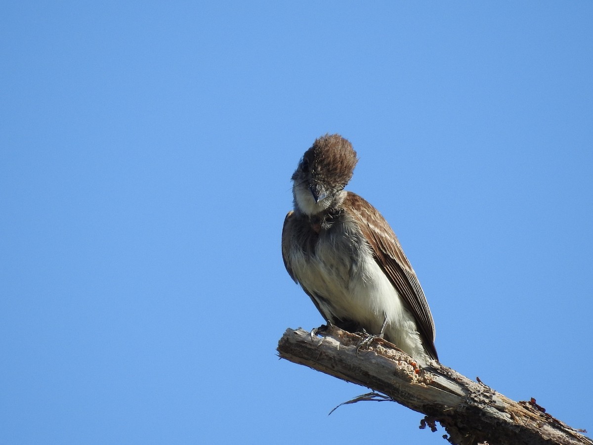 La Sagra's Flycatcher - Nicolás Díaz Pérez