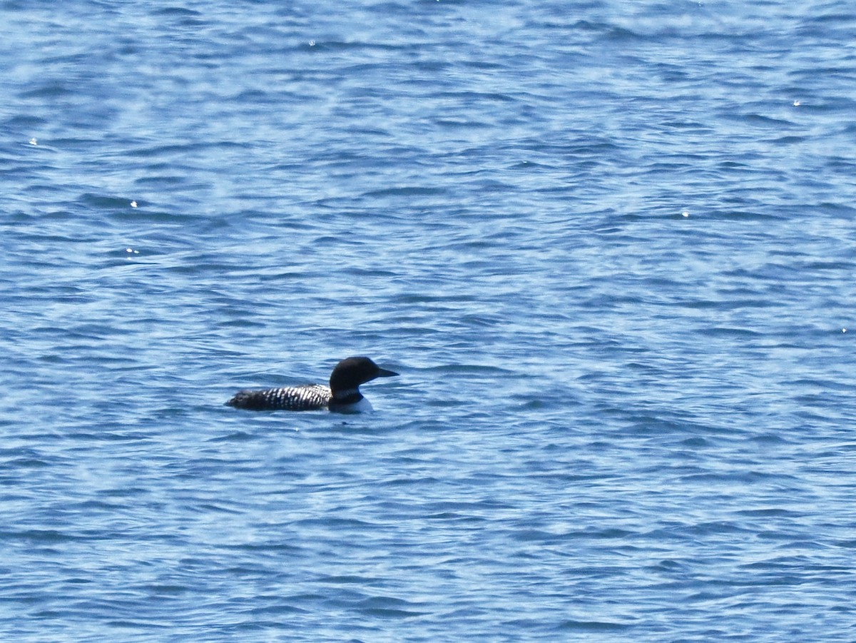 Common Loon - ML619936709