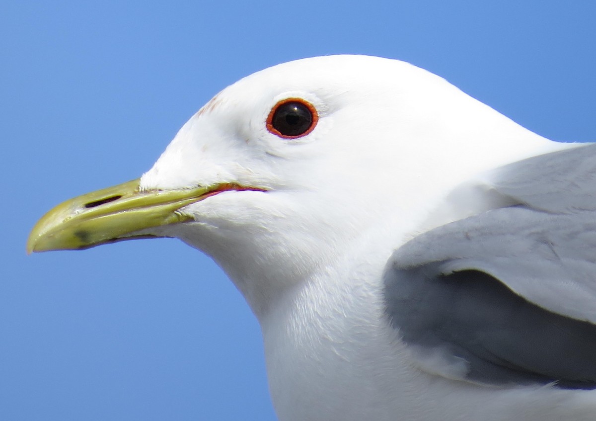 Common Gull - ML61993671