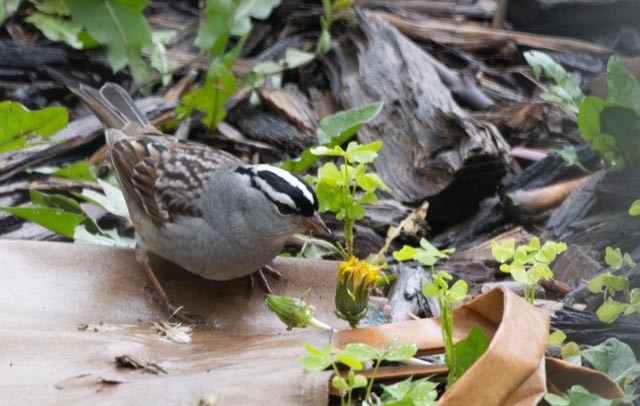 White-crowned Sparrow - ML619936710