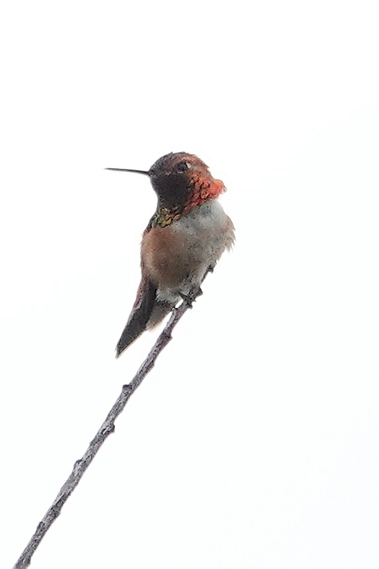 Rufous Hummingbird - ML619936711