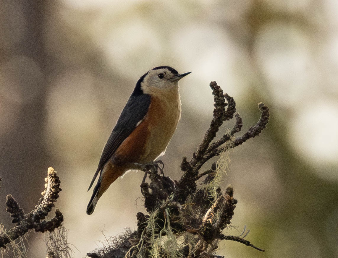 Przevalski's Nuthatch - ML619936712