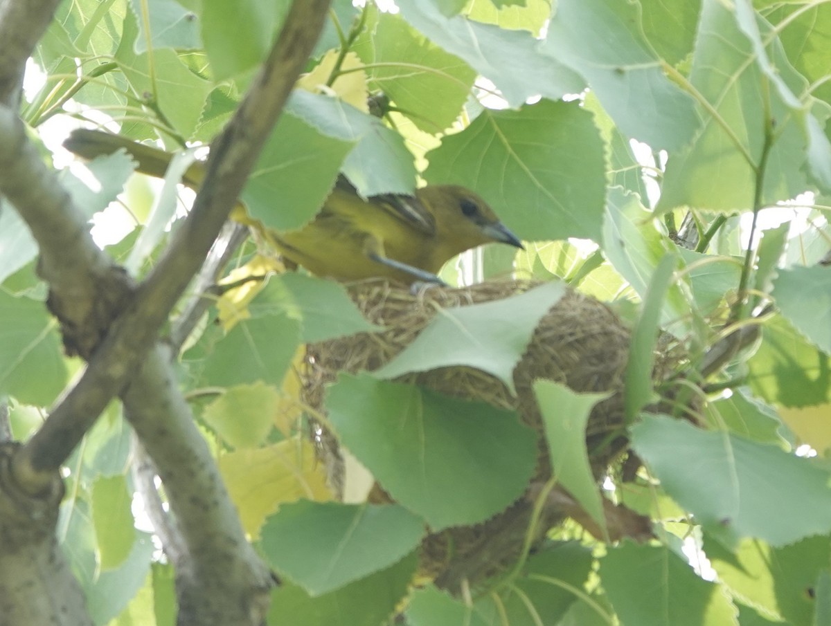Orchard Oriole - ML619936722