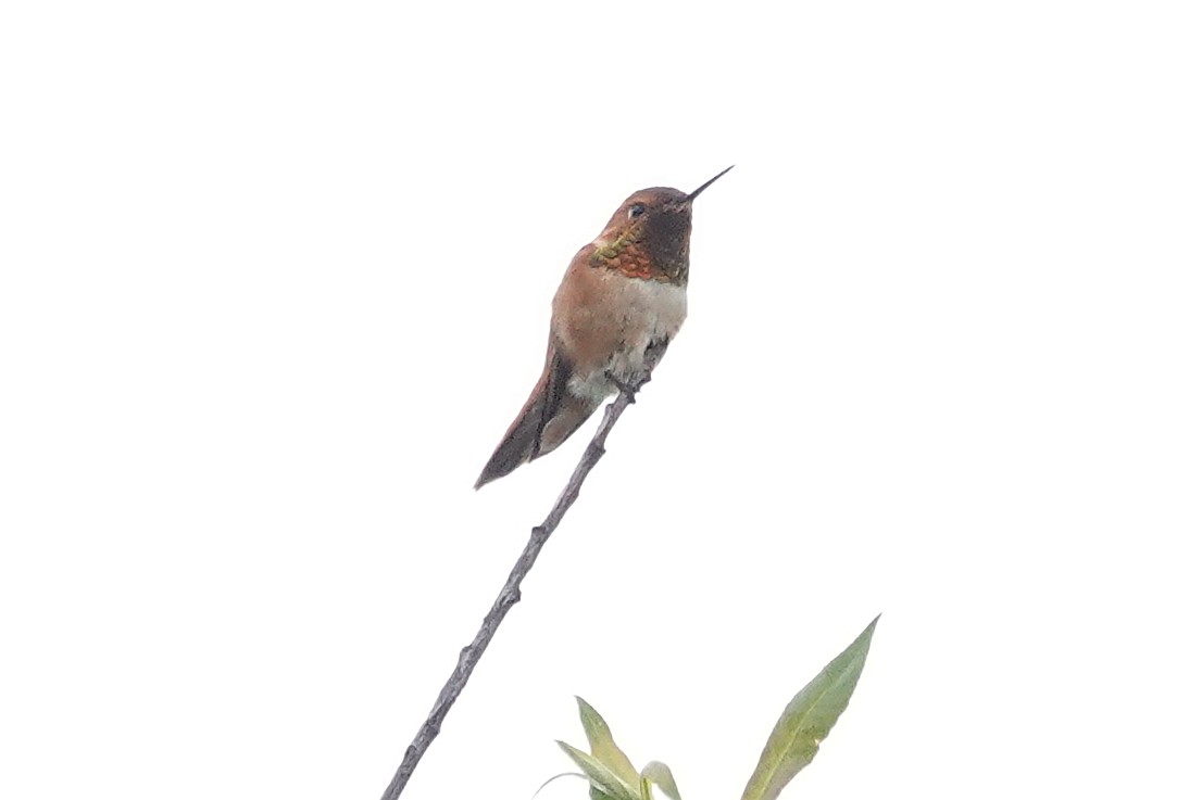 Rufous Hummingbird - ML619936724