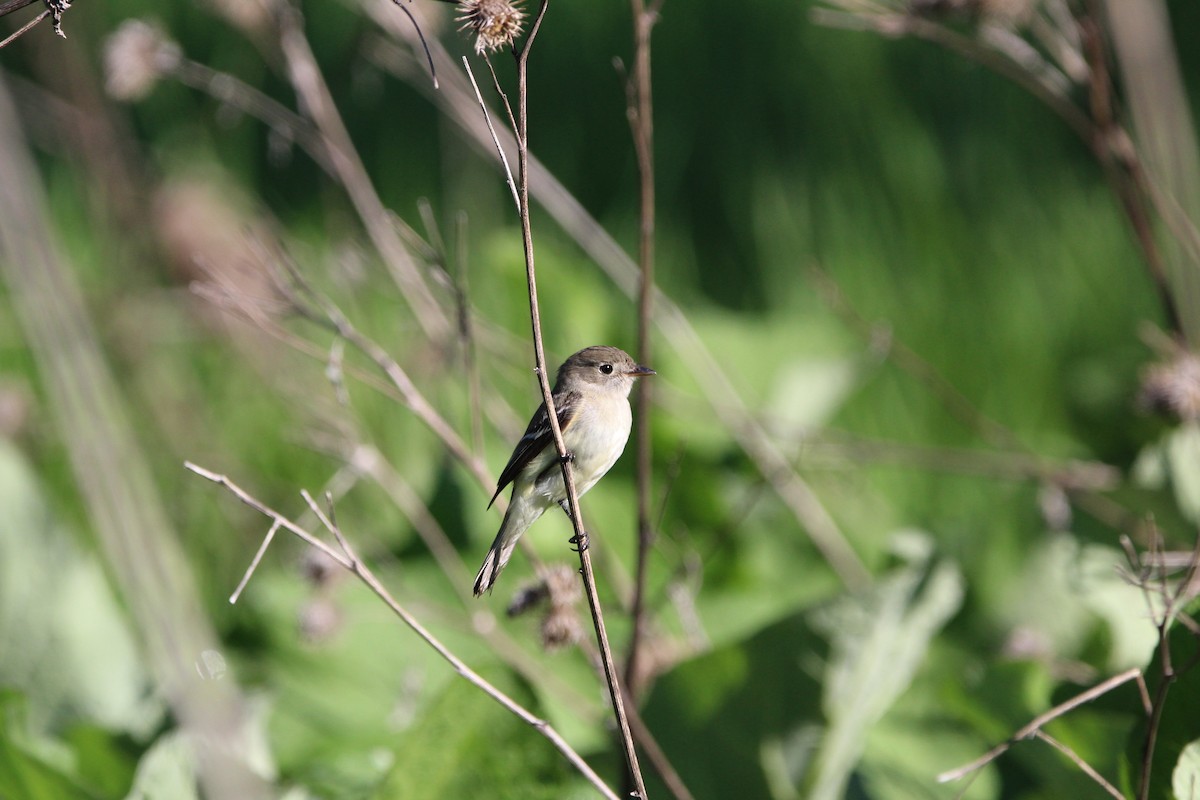 Least Flycatcher - M Alexander