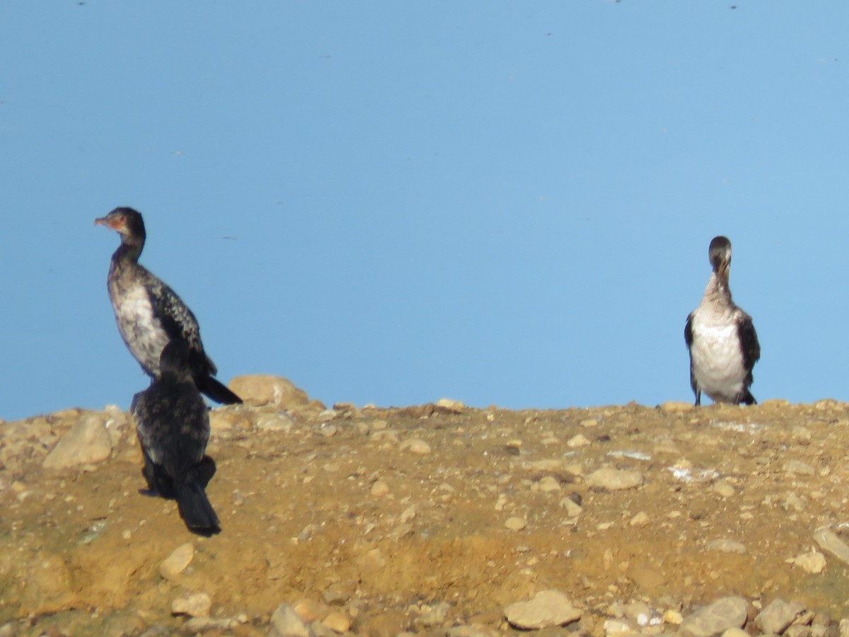 Long-tailed Cormorant - ML619936742