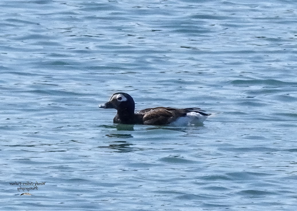 Long-tailed Duck - ML619936777